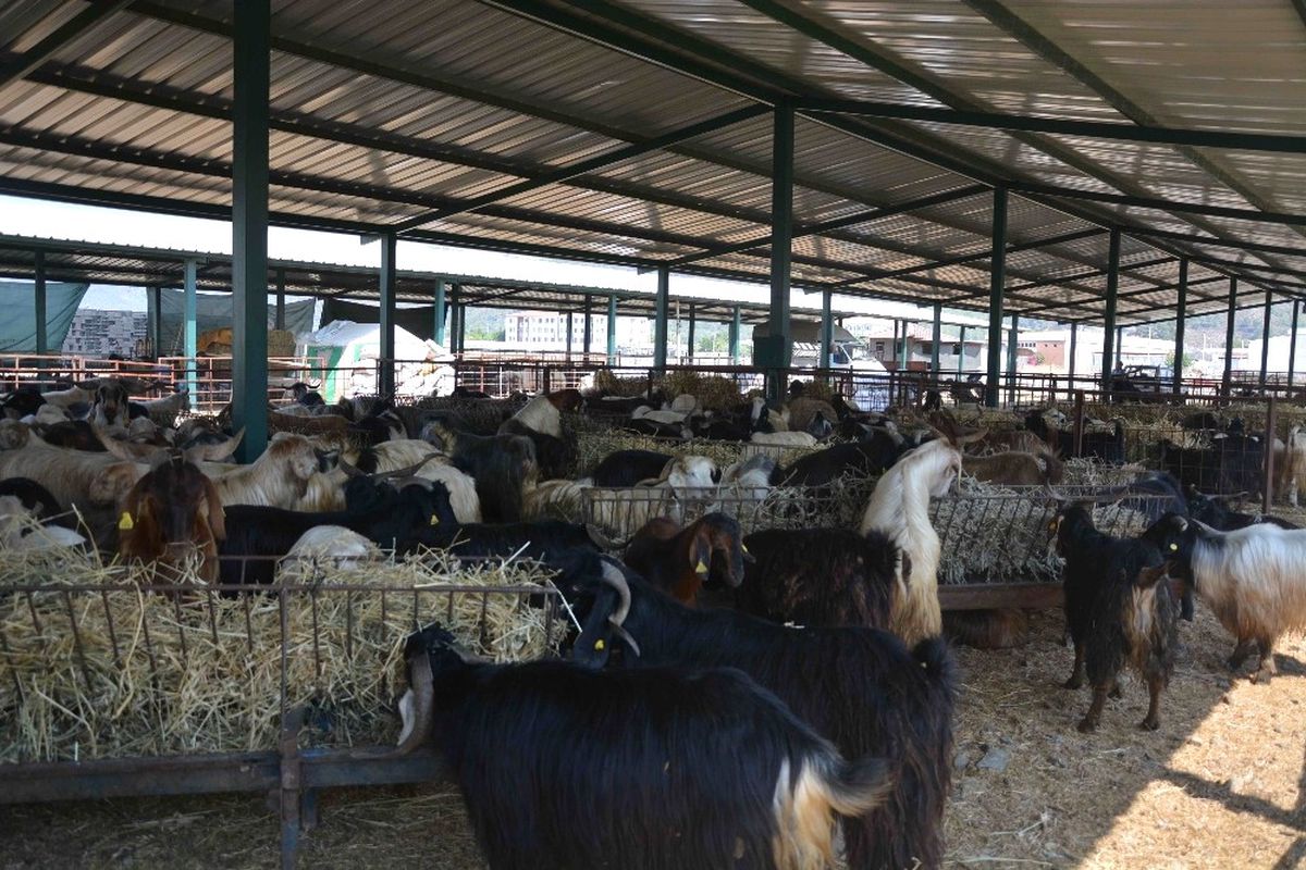 Kurban Pazarı Hareketlendi