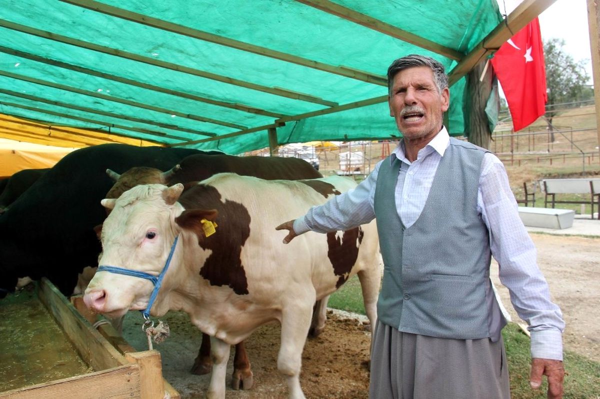 Kurbanlık Hayvanlar Görücüye Çıktı
