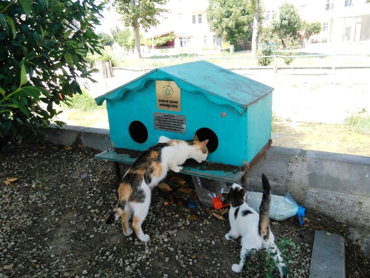 Minik Dostlarımız Süleymanpaşa Belediyesi İle Güvende