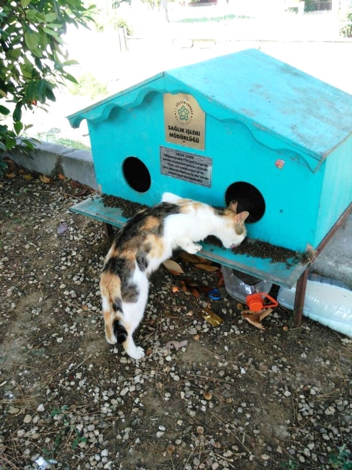 Minik Dostlarımız Süleymanpaşa Belediyesi ile Güvende