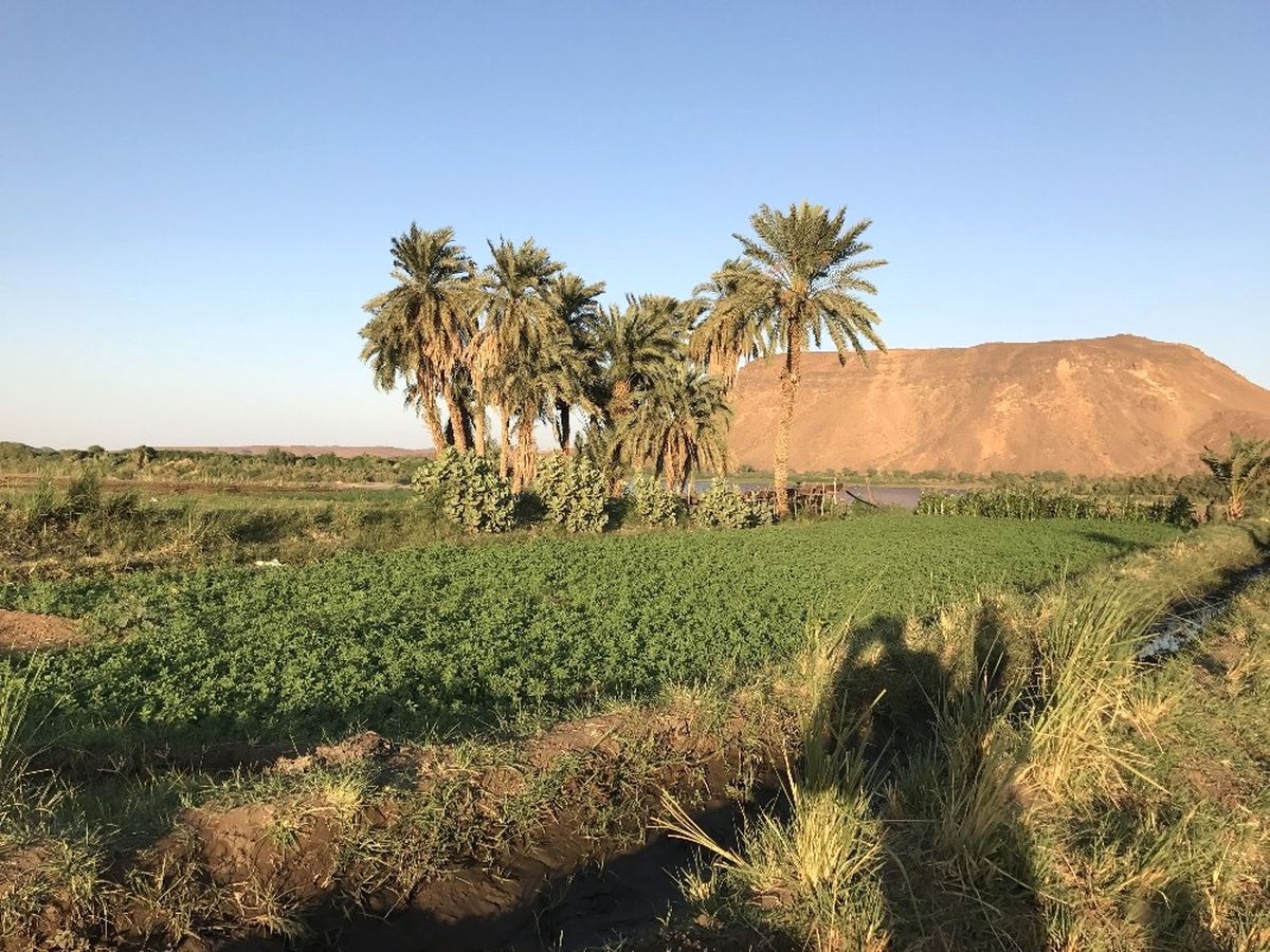 Sudan\'da E-tarıma Geçilecek