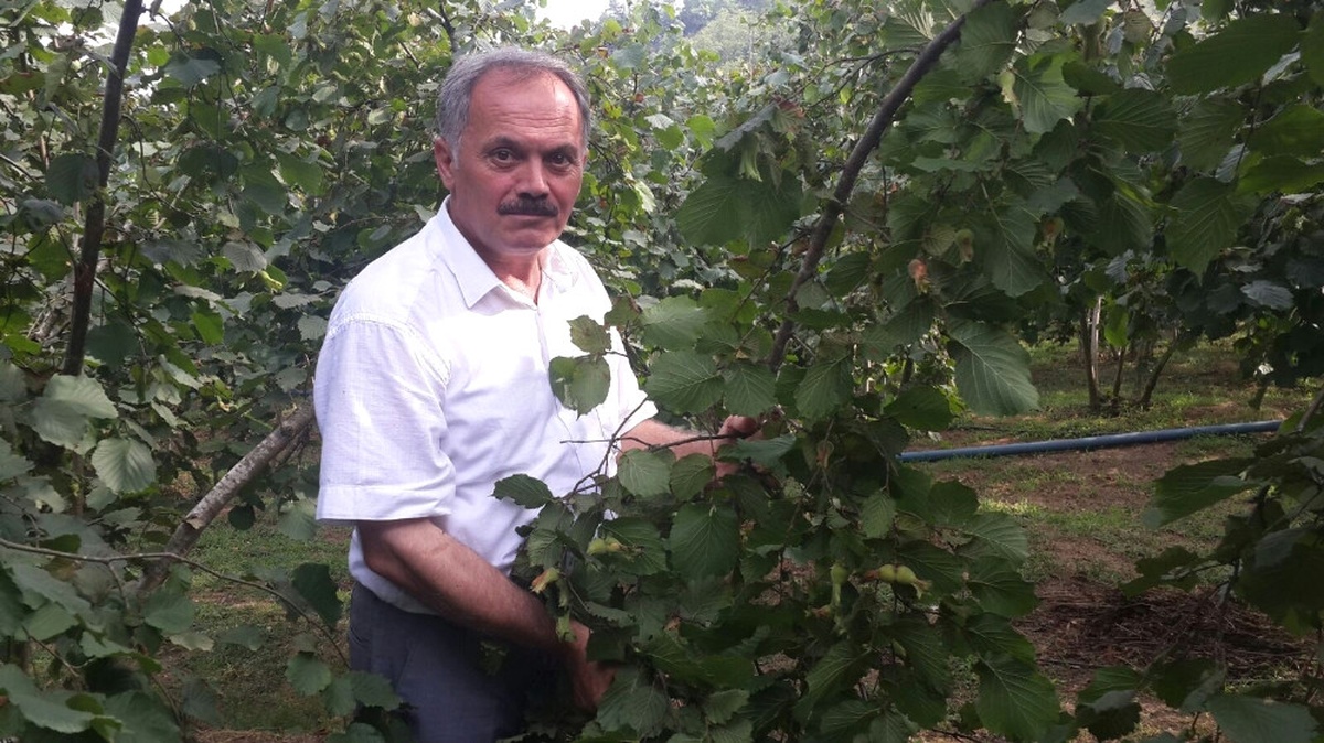 TMO\'nun Fındık Fiyatı Beğenilmedi