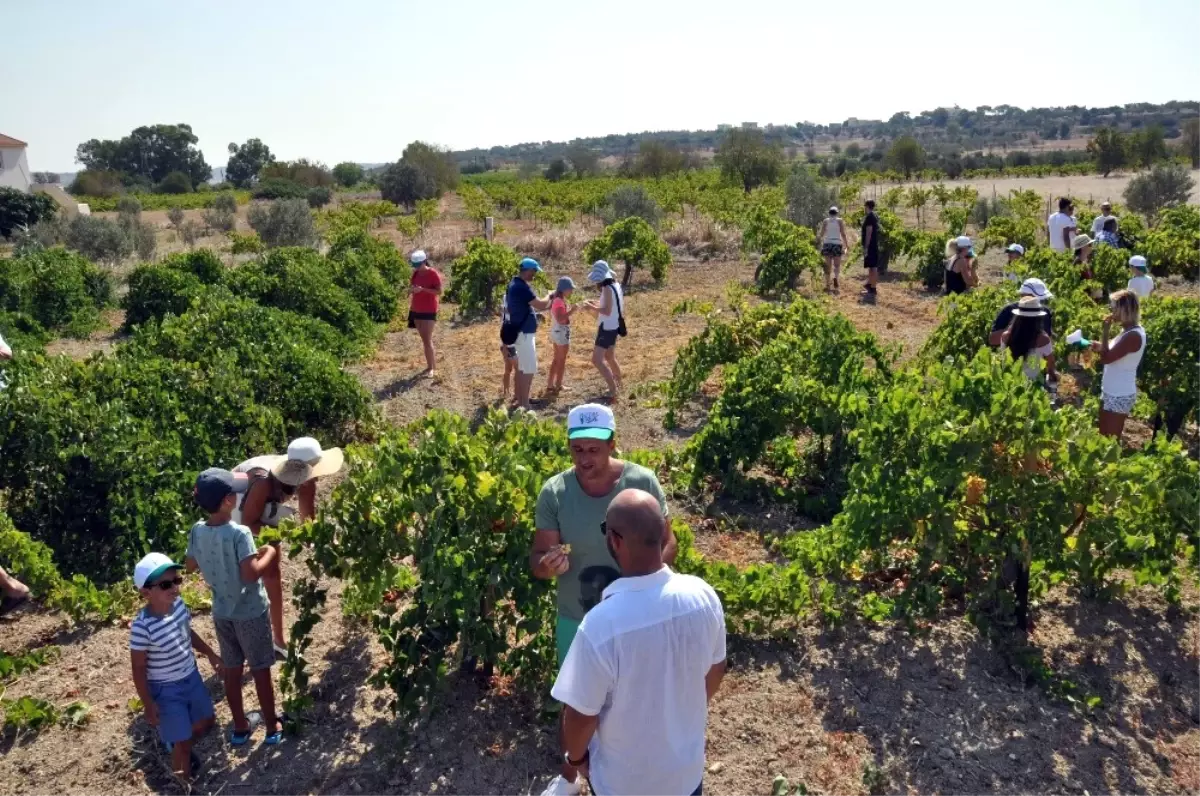 Turistler, KKTC\'de Üzüm Hasadına Katıldı