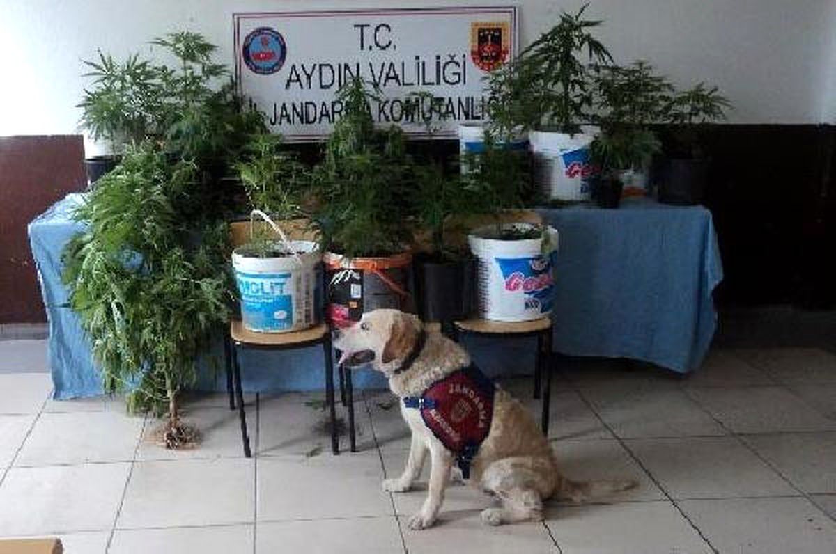 Aydın\'da Bahçede Hinkeneviri Yetiştiren Ev Sahibine Gözaltı