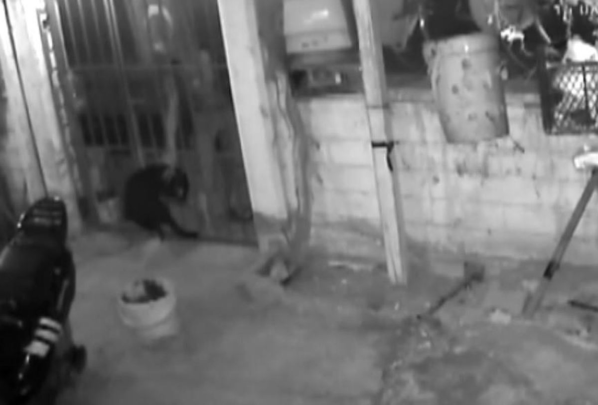 Bahçedeki Köpeği Önce Sevdi, Sonra Çaldı