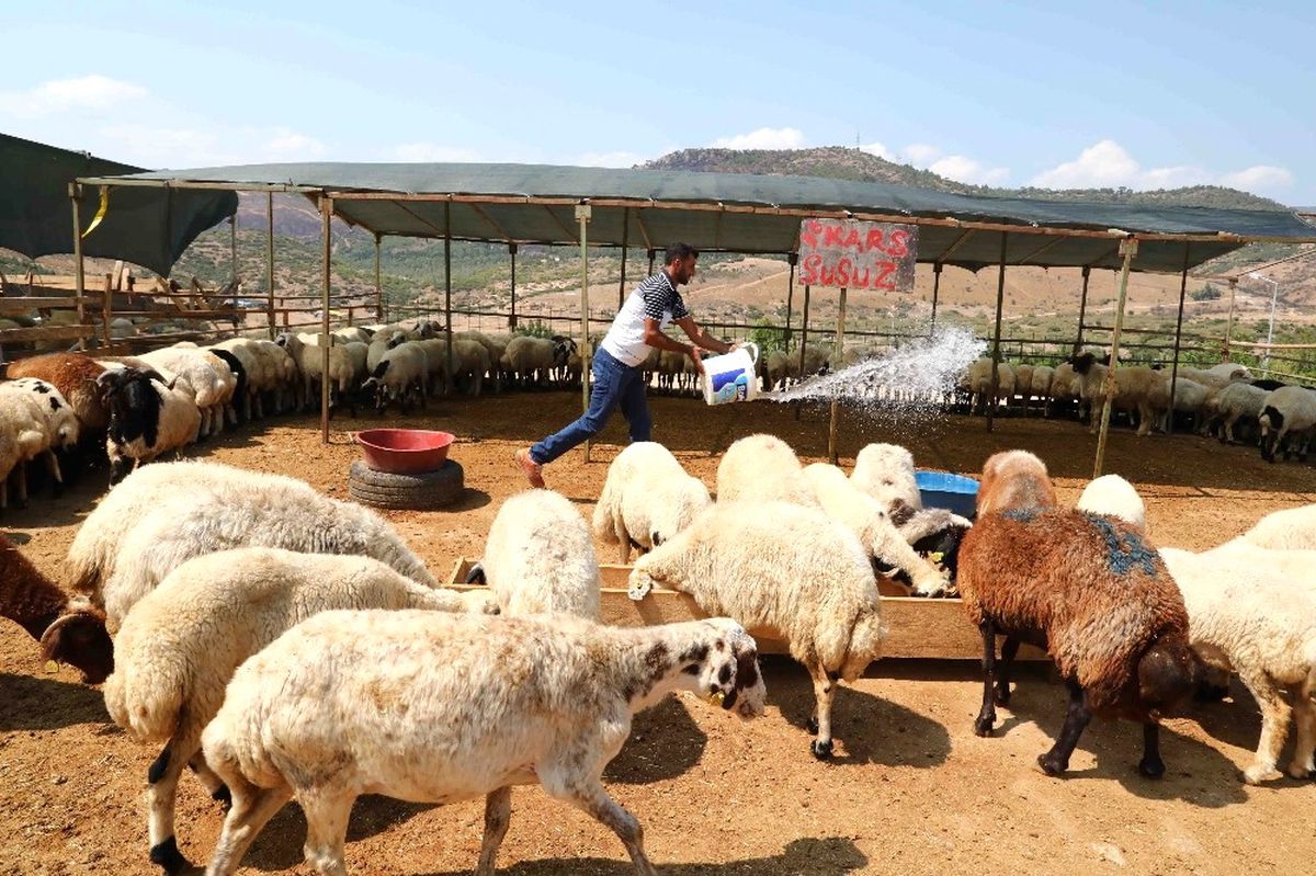 Bayraklı Kurban Bayramına Hazır