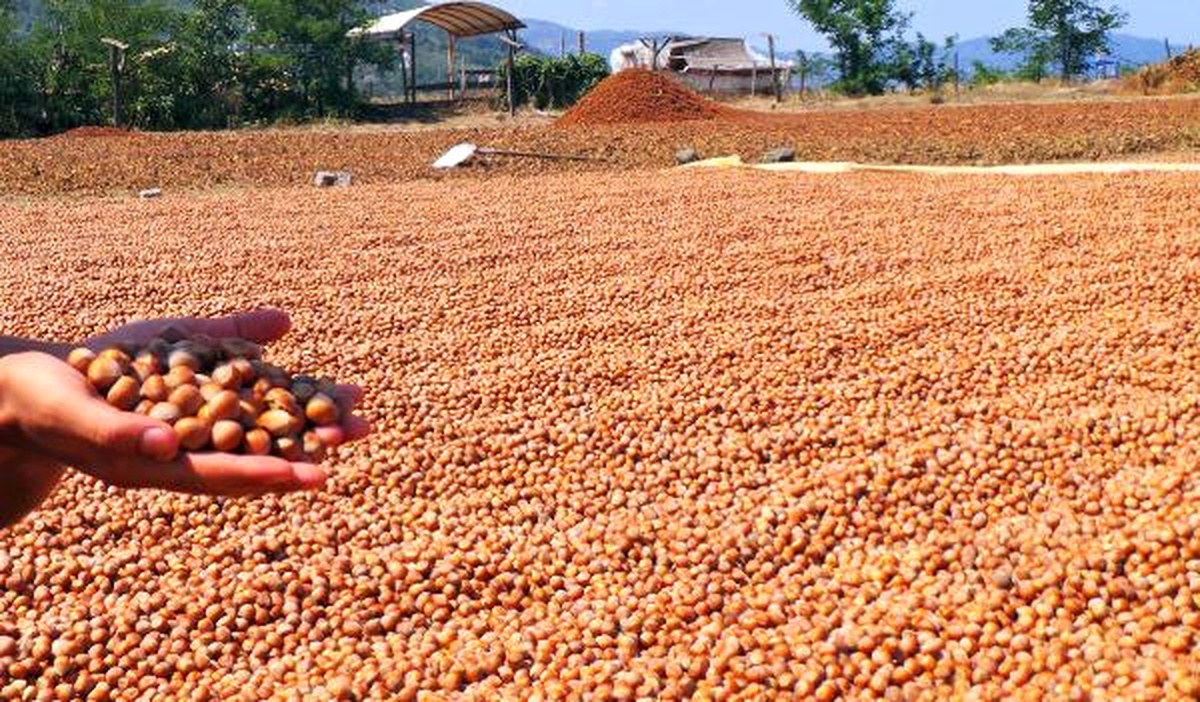 Fındık Üreticisinden Fiyat Tepkisi