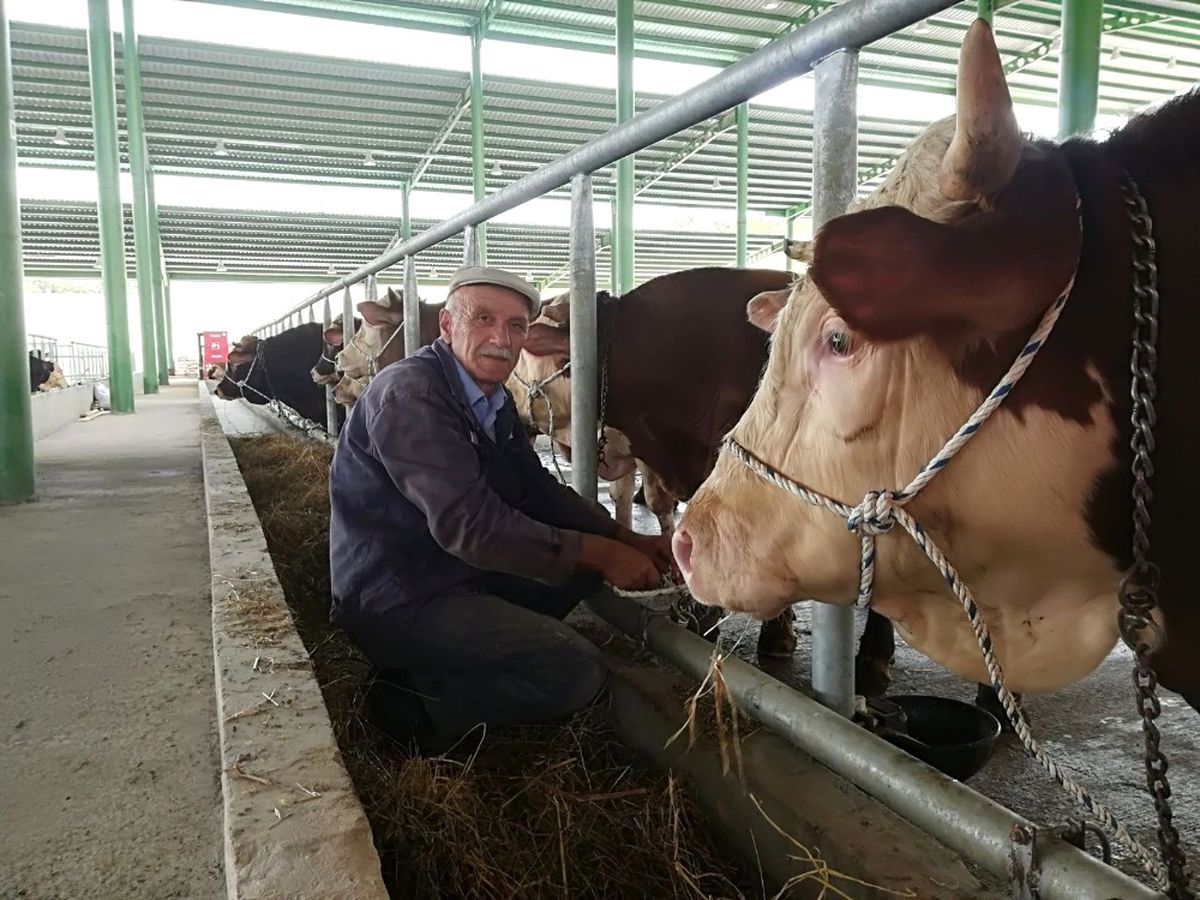 İzmit\'te Kurbanlıklar Pazara İndi