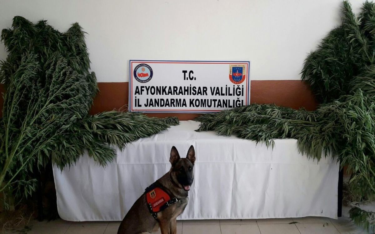 Jandarma Köye Yaptığı Baskında 574 Kök Hint Keneviri Ele Geçirdi
