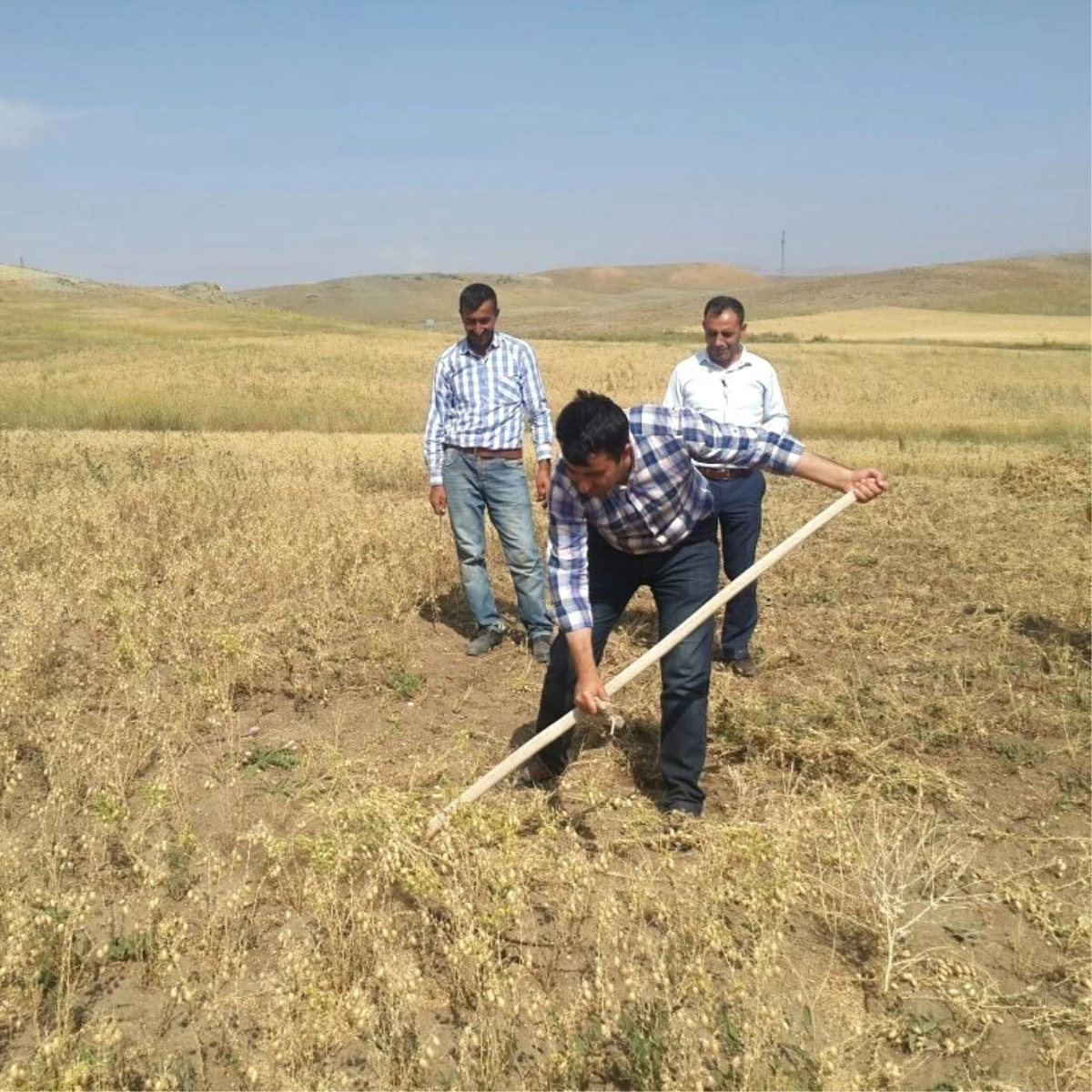 Kaymakam Tırpan Çekerek Hasat Yaptı