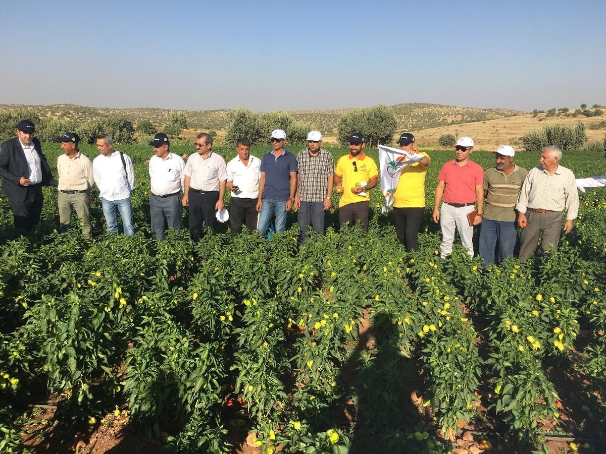 Midyat\'ta Tarla Günü Etkinliği Düzenlendi
