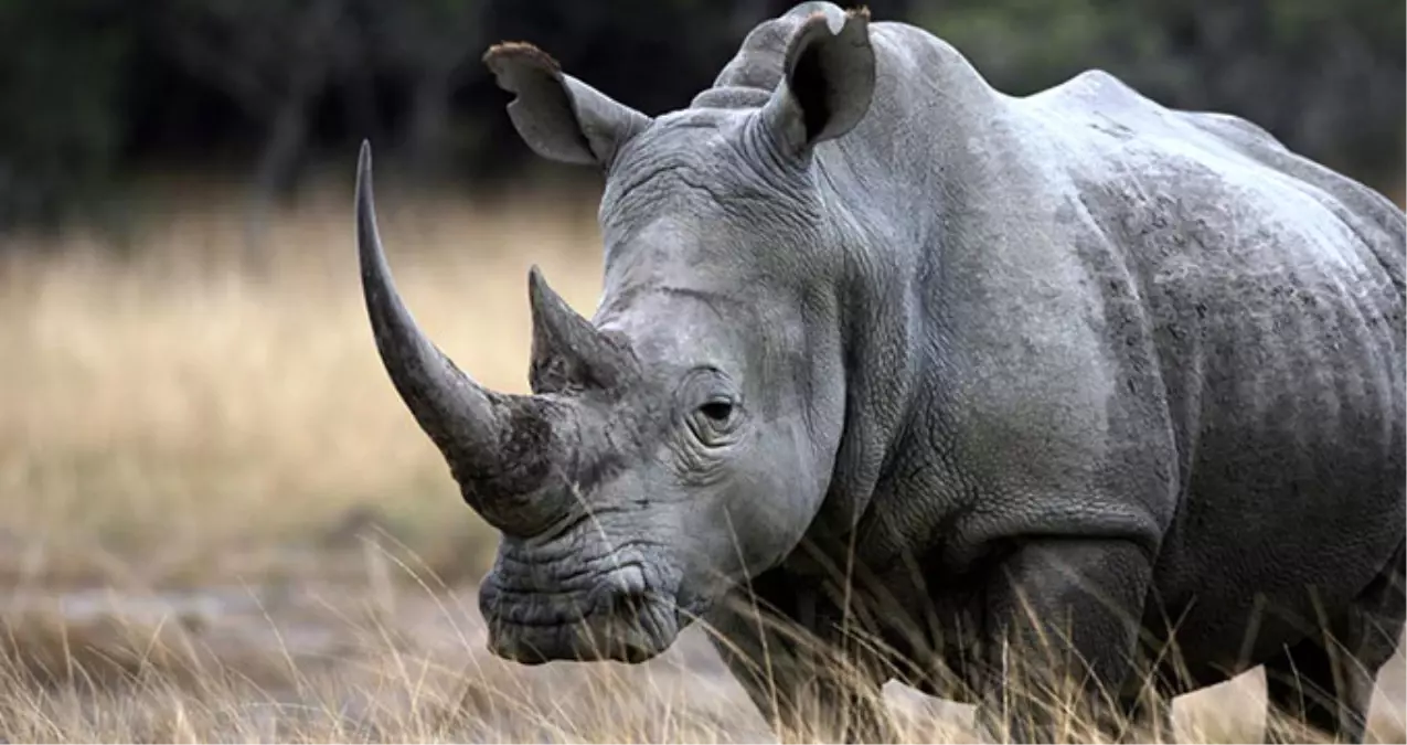 Nepal\'deki Selde Sürüklenen Gergedan Hindistan\'da Kurtarıldı