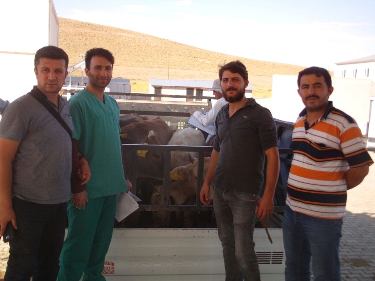 Özalplı Genç Çiftçilere Havyan Dağıtımı