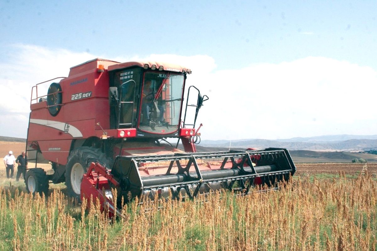 Tekirdağ\'da Kinoa Hasadı
