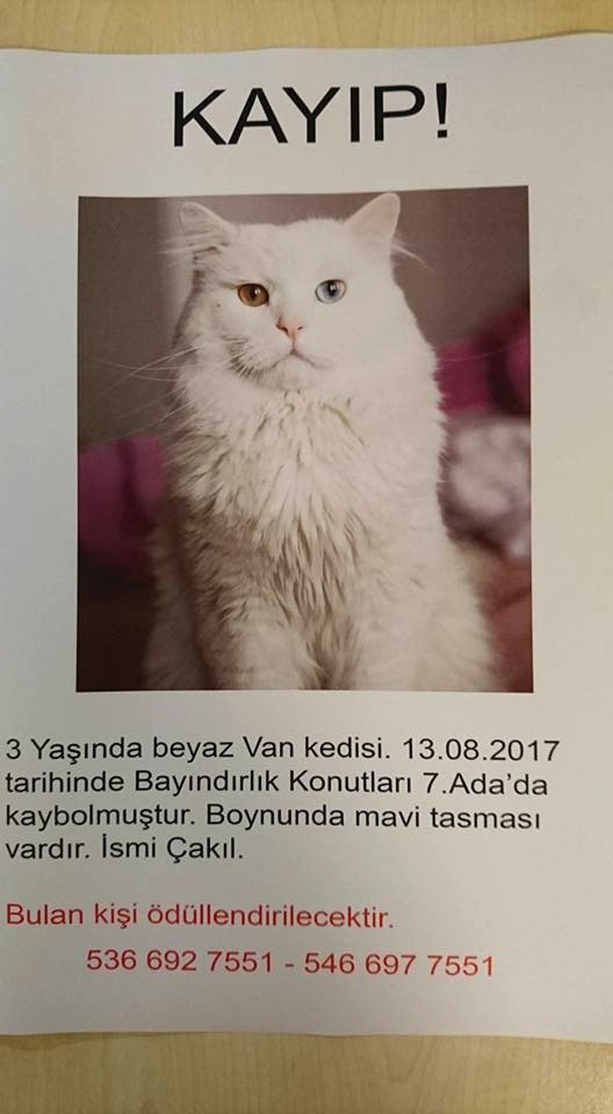 Üniversiteli Öğrenci Kaybolan Kedisini Bulana Ödül Verecek