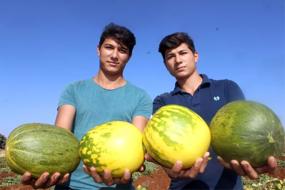 Yağmur Suyu ile Organik Kavun