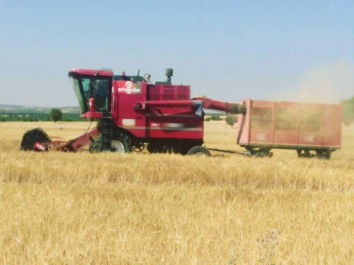 Altıntaş\'ta Arpa ve Buğday Hasadı Üreticinin Yüzünü Güldürdü