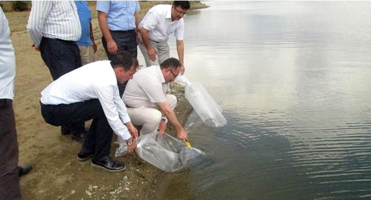 Bilecik\'teki Göletlere 58 Bin 500 Adet Pullu Sazan Yavrusu Salındı