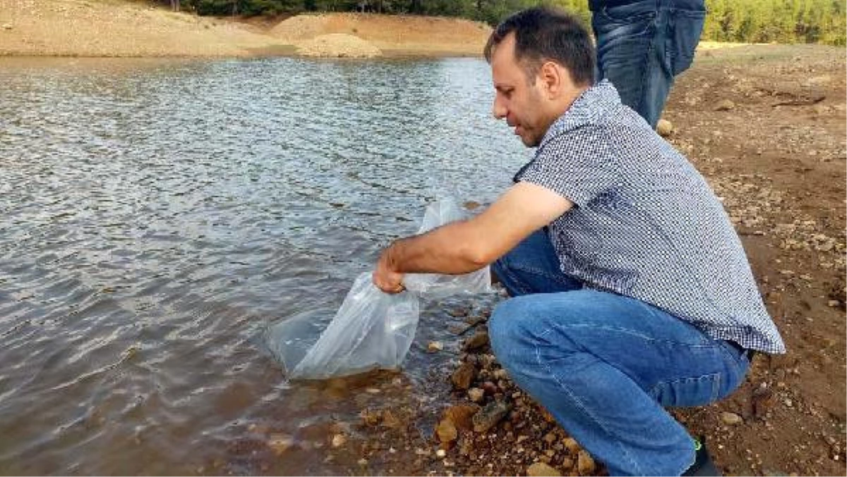 Çanakkale\'de 9 Gölete 105 Bin Yavru Sazan Balığı Salındı