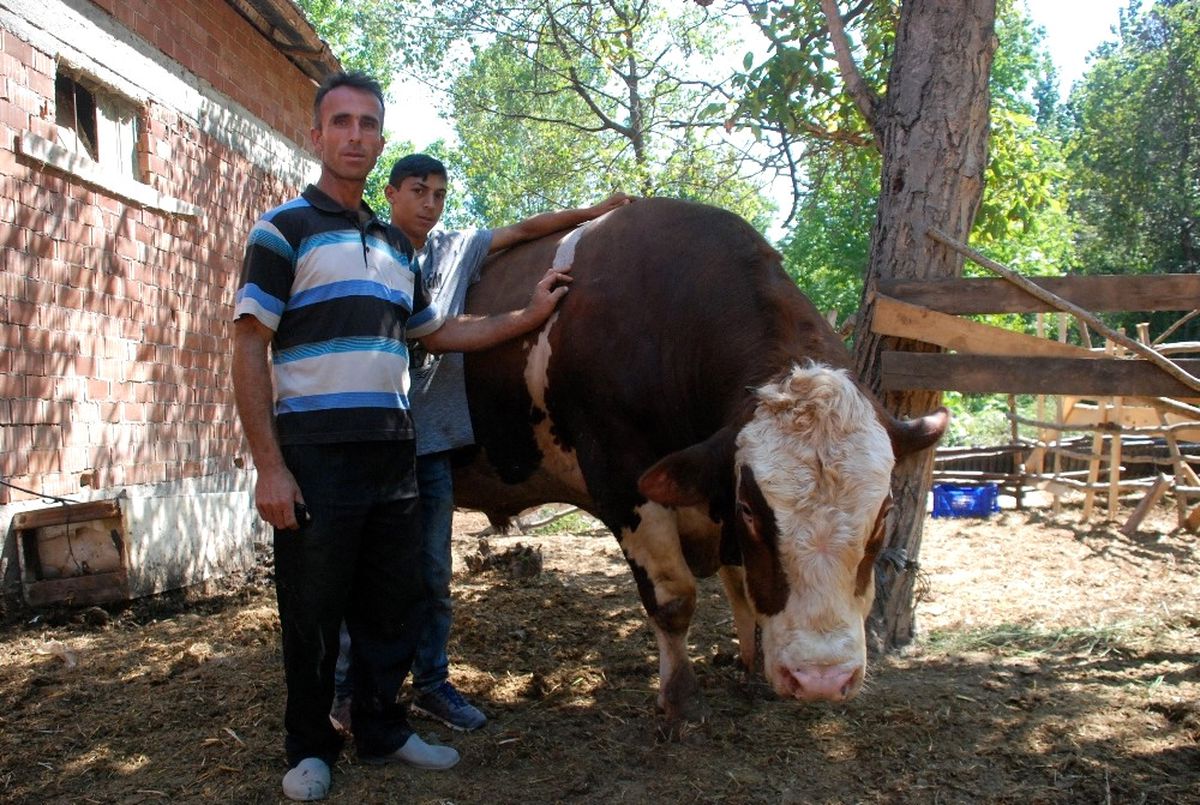 İki Tonluk \'Sarı Boğa\' Görücüye Çıktı