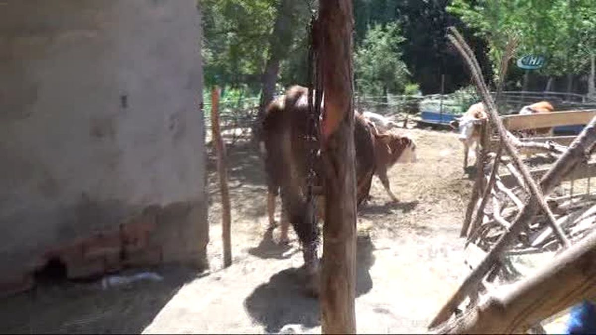 İki Tonluk "Sarı Boğa" Görücüye Çıktı