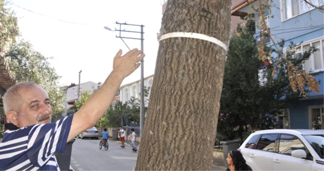 Kocaeli\'de Tırtılların İstila Ettiği Sokaktaki Vatandaşlar Belediyeden Yardım İstedi
