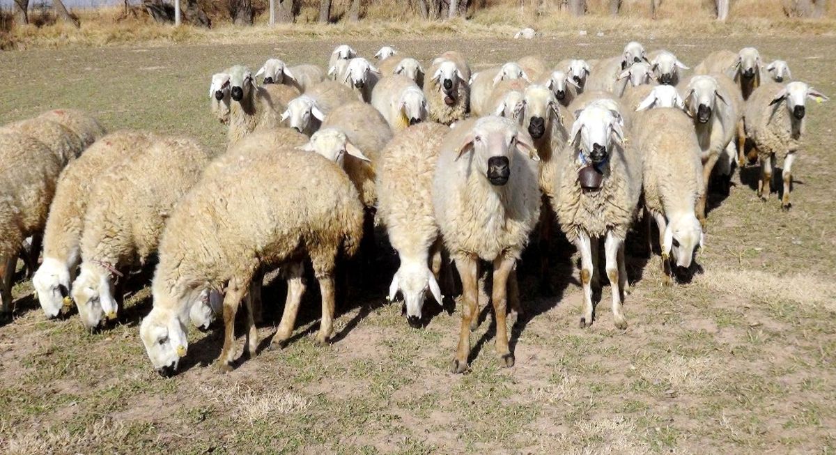 Kurban Bayramı\'na Doğru