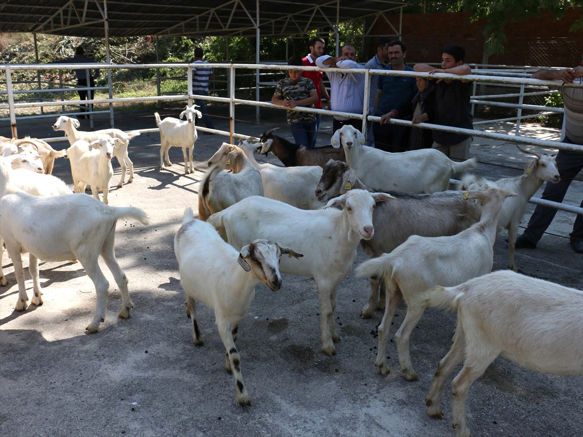 Kurban Bayramı\'na Doğru