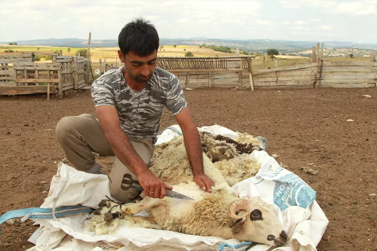 Kurbanlıklar İstanbul\'a "Bakımlı" Gidiyor