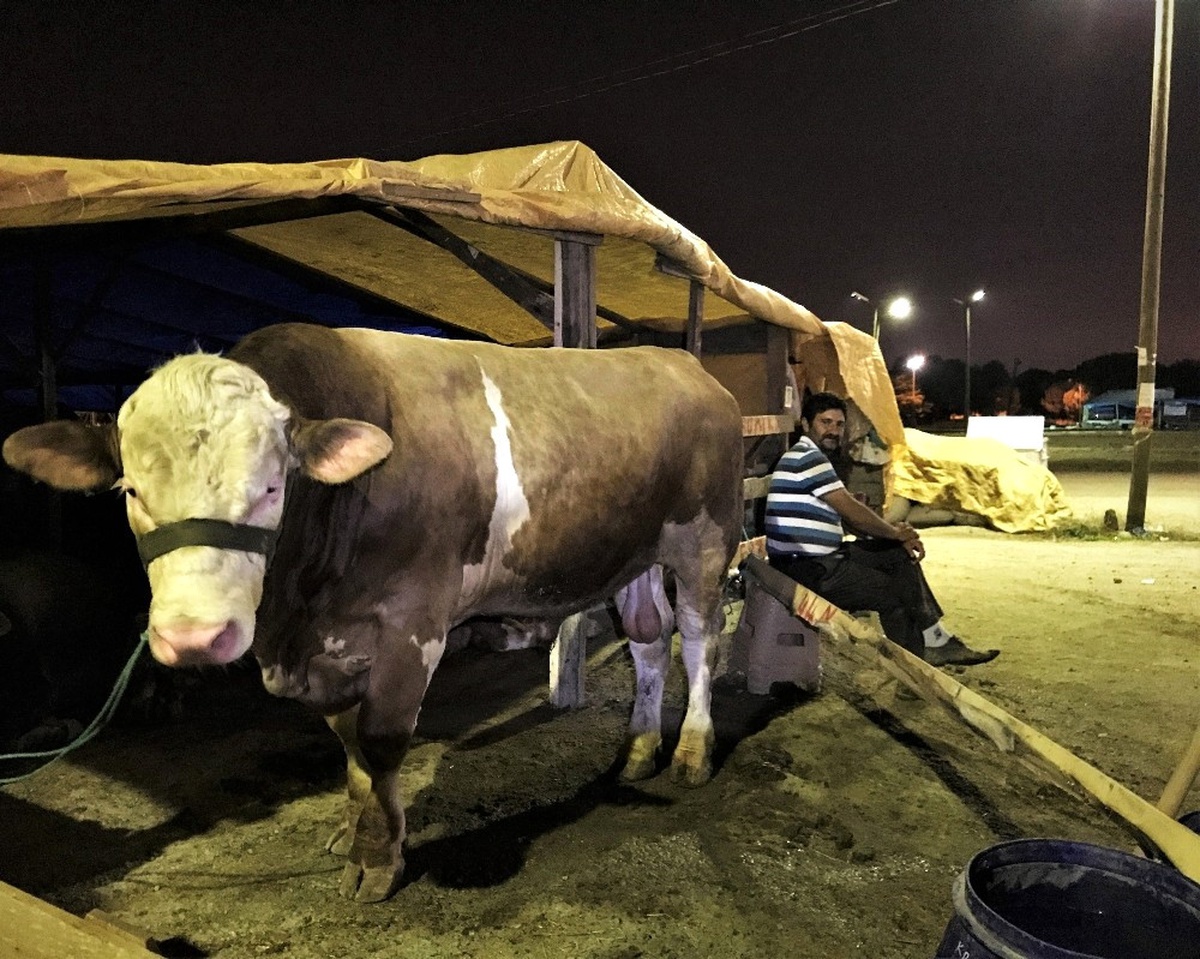 Kurbanlıklarla Koyun Koyuna Uyuyorlar