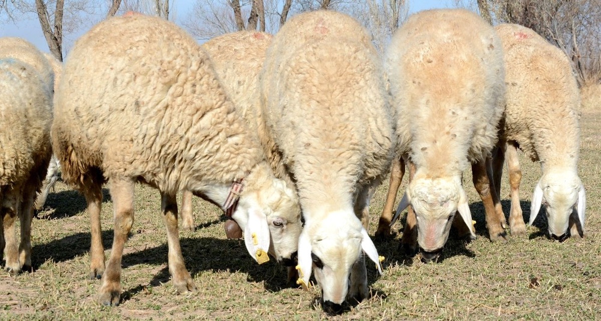 Kurban Bayramı\'nda \'Koyun Kurban Edin\' Çağrısı