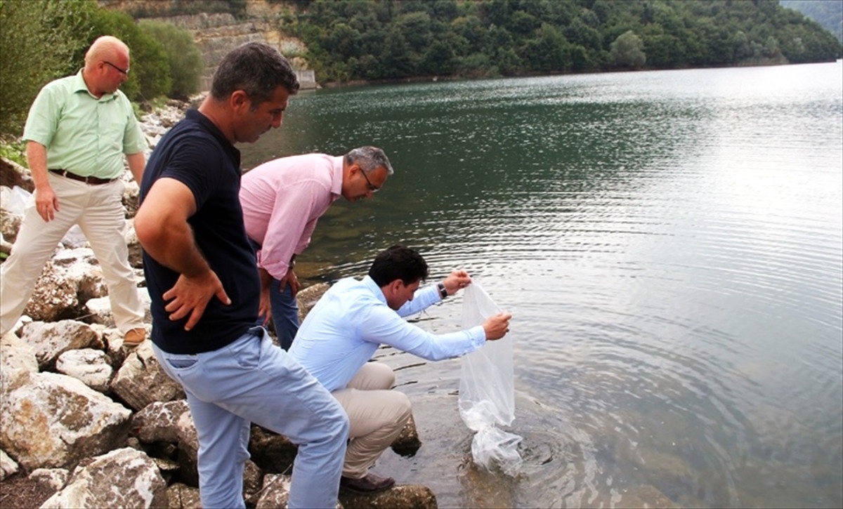 Yalova\'daki Göletlere Sazan Balığı Takviyesi