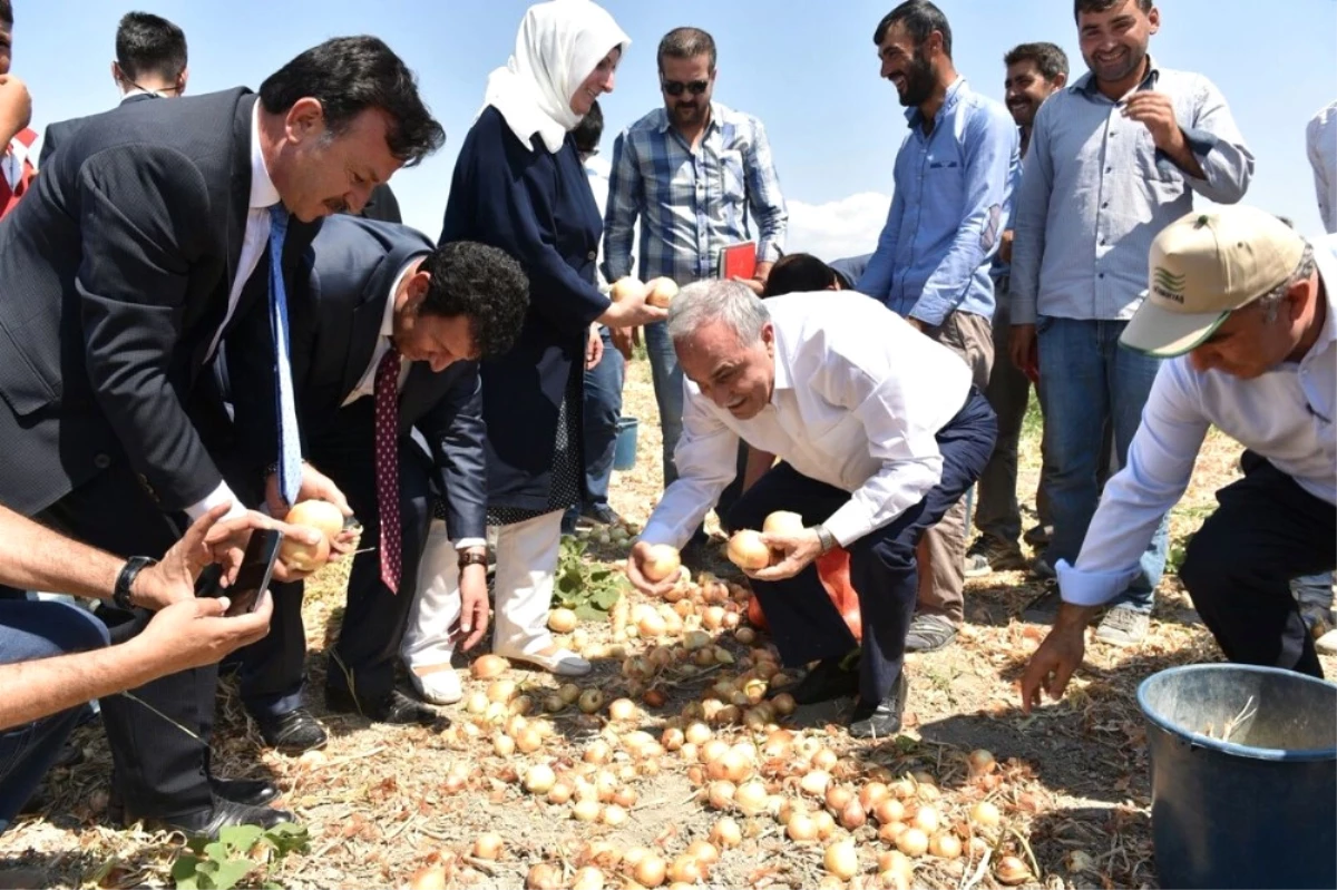 Bakan Fakıbaba, Tarım İşçileriyle Birlikte Soğan Topladı