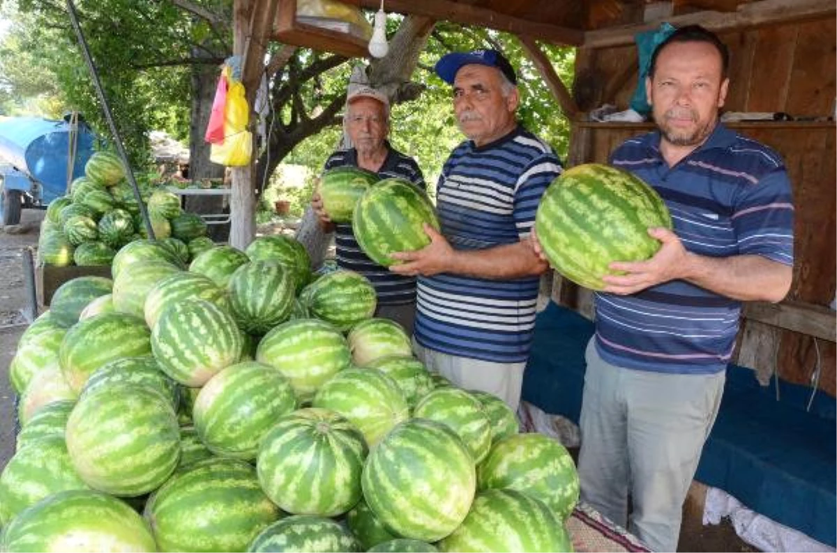 Karpuz Para Etmeyince Tarlada Kaldı