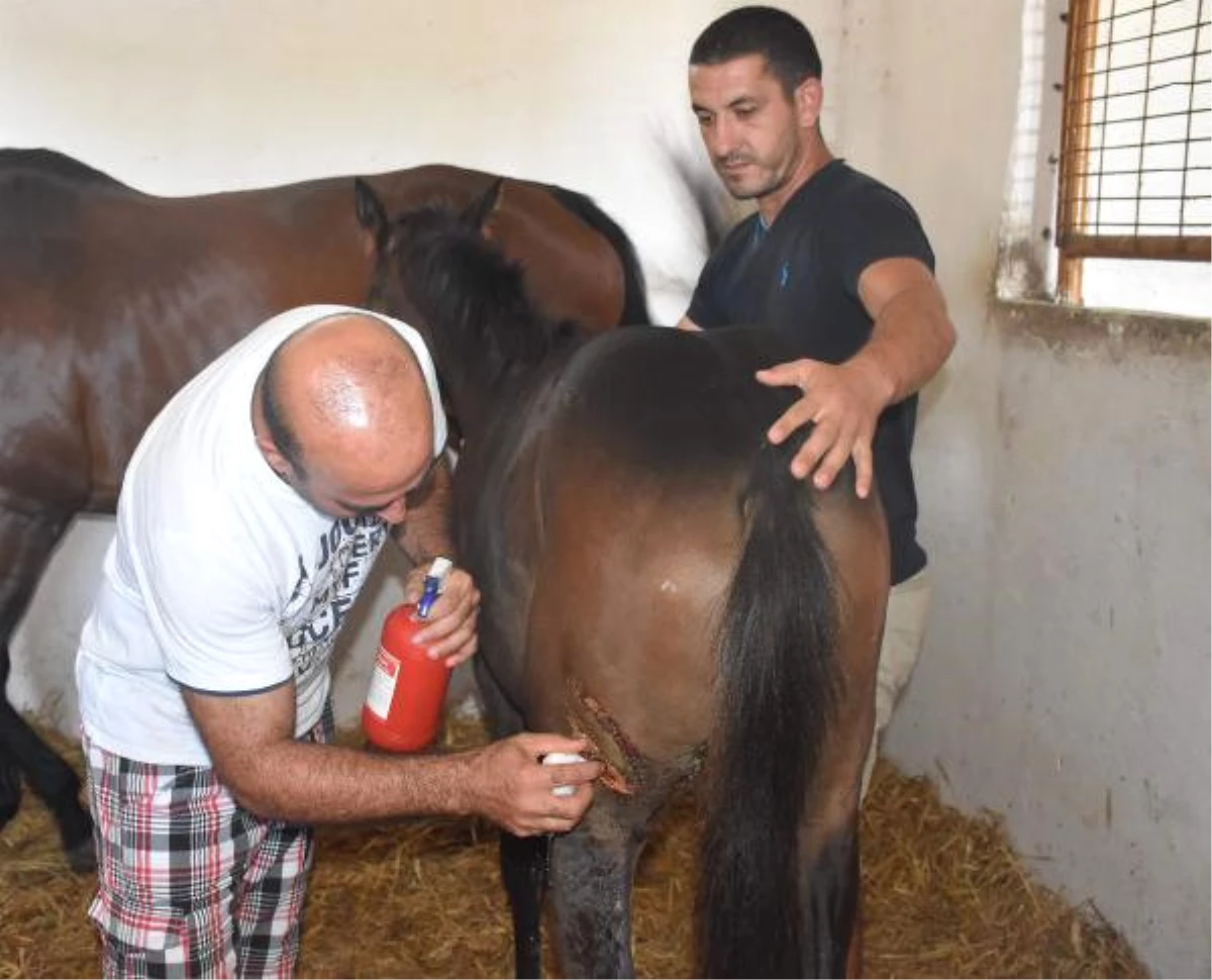 Silivri\'de At Çiftlikleriyle Ağıllara Kurt Saldırısı Endişesi