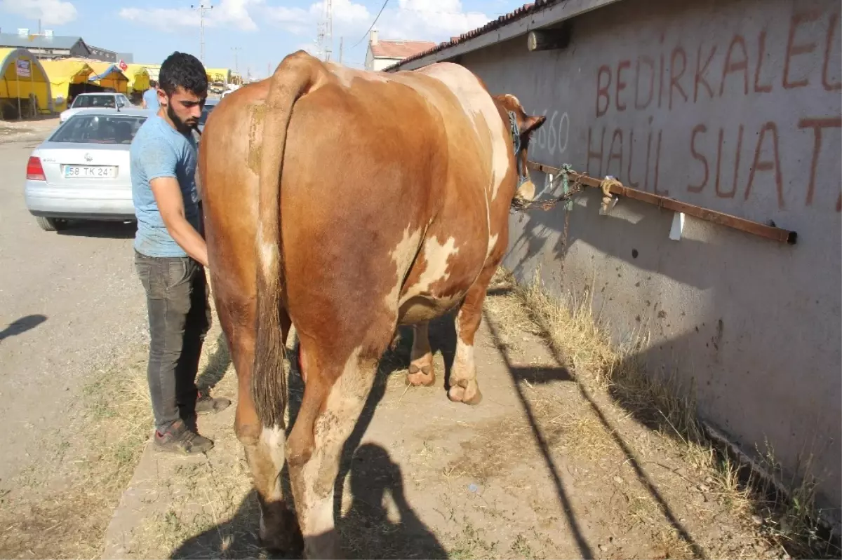 30 Bin Lira Değerindeki \'Polat\' Alıcısını Bekliyor