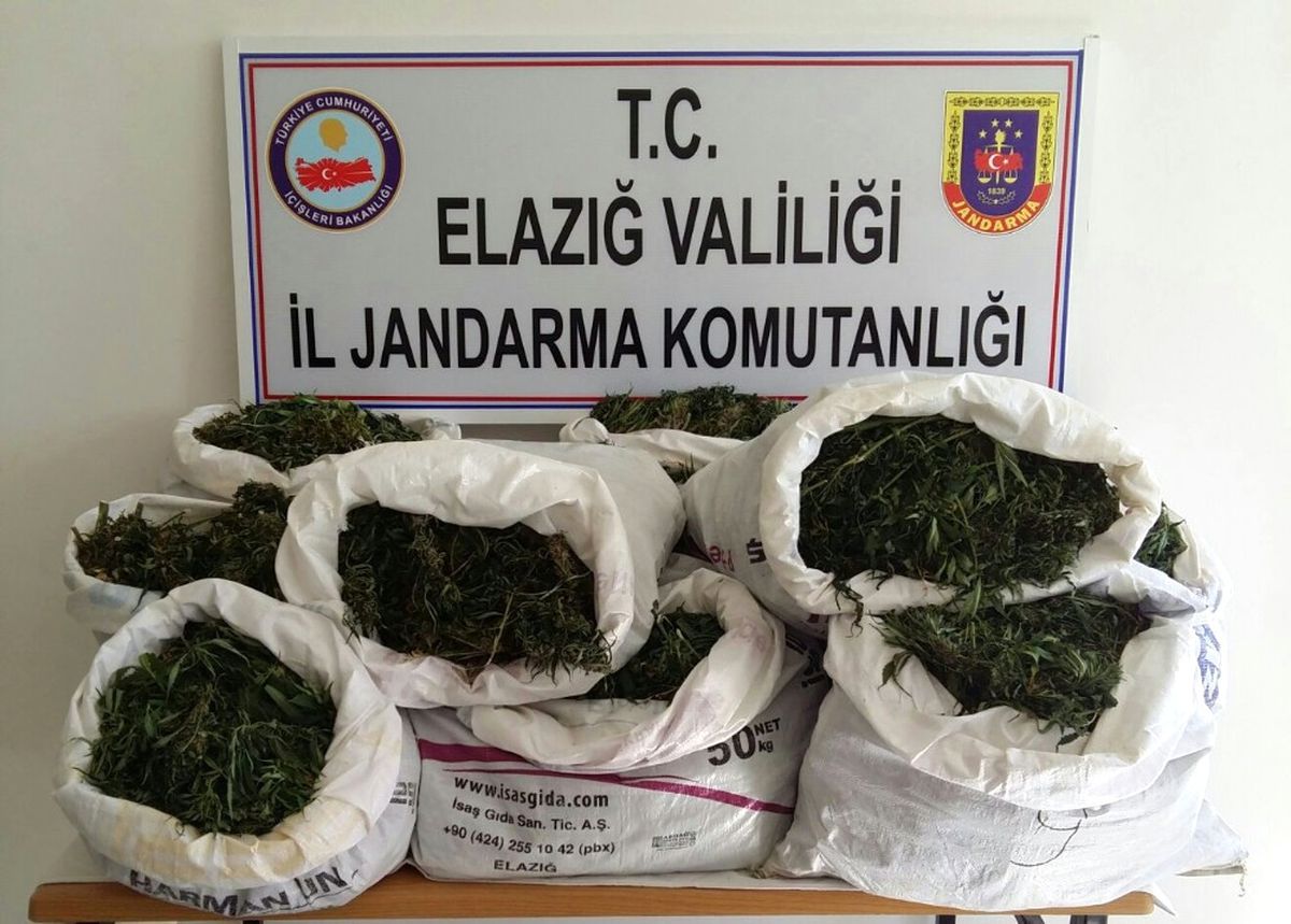 Elazığ\'da 3 Bin 125 Kök Hint Keneviri ve 75 Kilo Esrar Ele Geçirildi