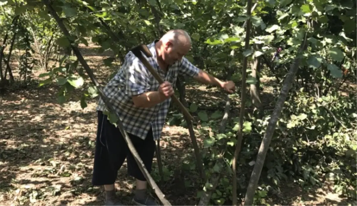 Fındık Fiyatına Kızdı, Fidanlarını Kesti