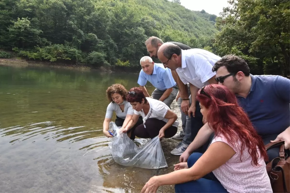 İstanbul\'daki Göletlere 111 Bin Yavru Sazan Balığı Bırakıldı