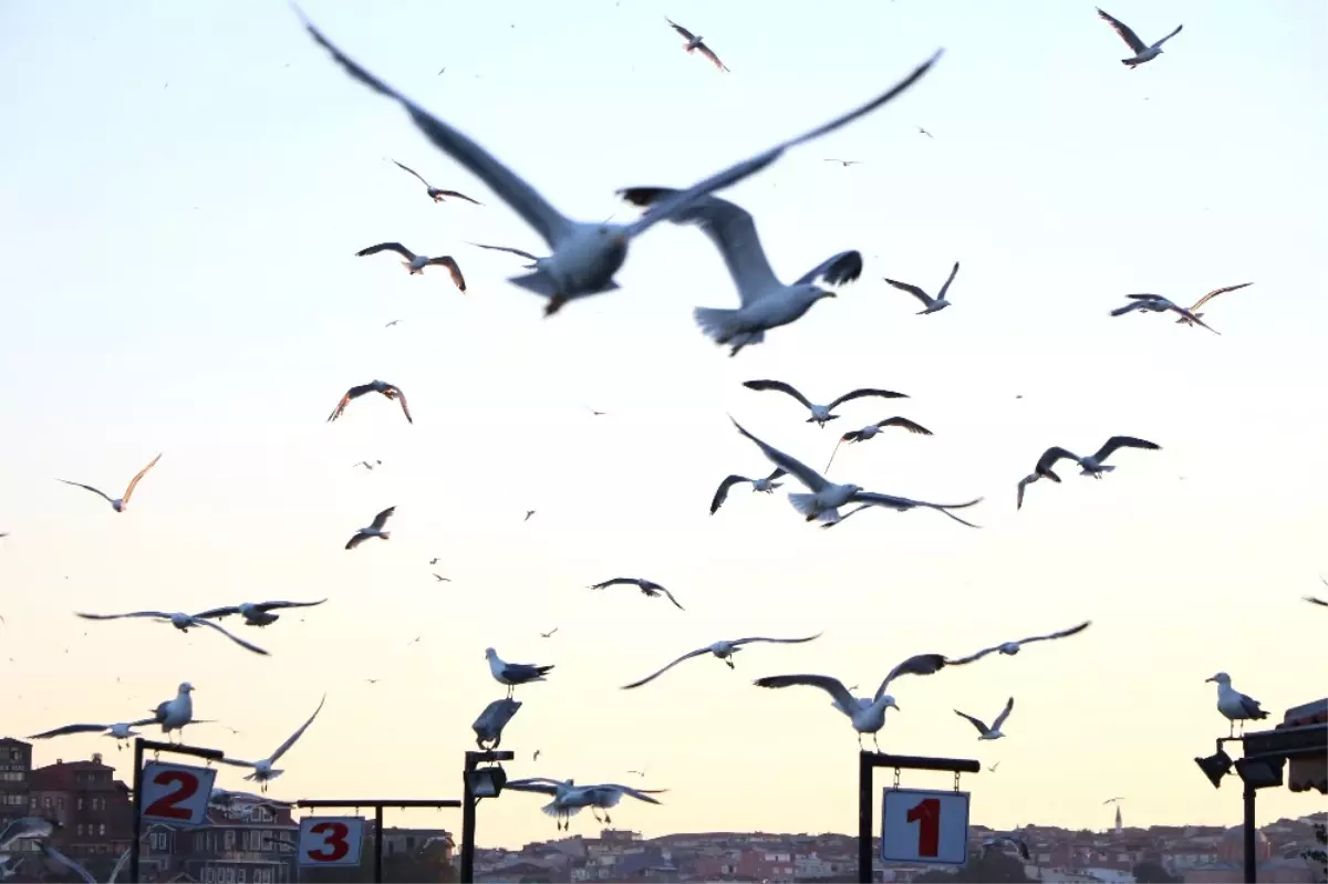 Martıların Balık Ziyafeti Kamerada