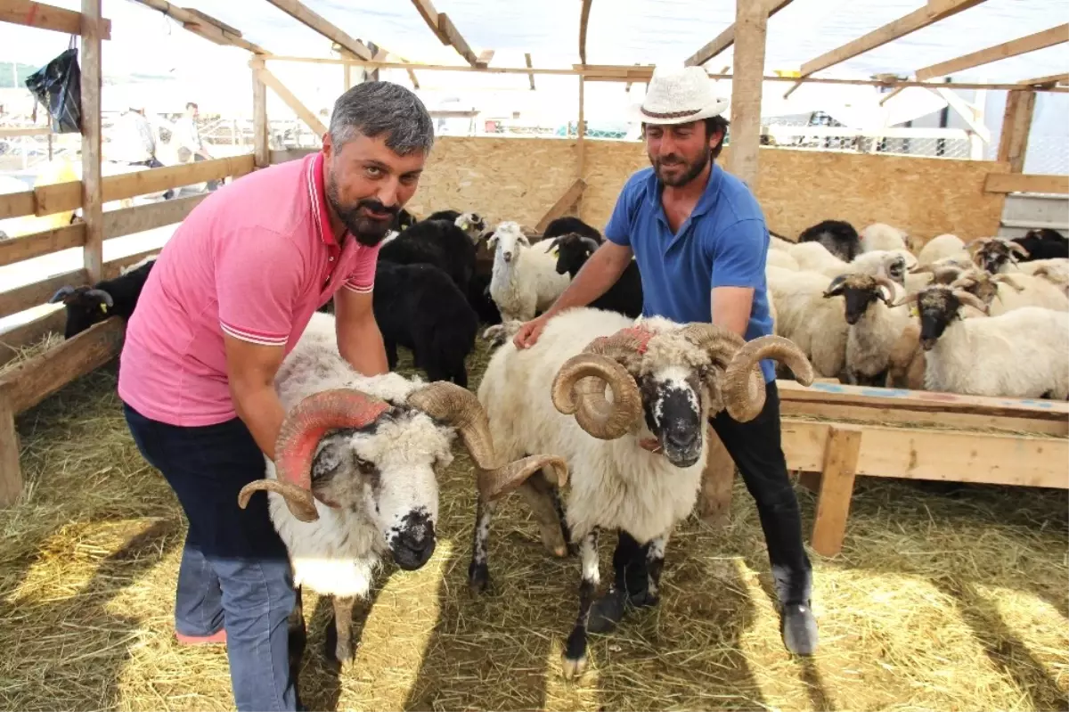 Rıza Baba ve Mesut Komiser Alıcılarını Bekliyor