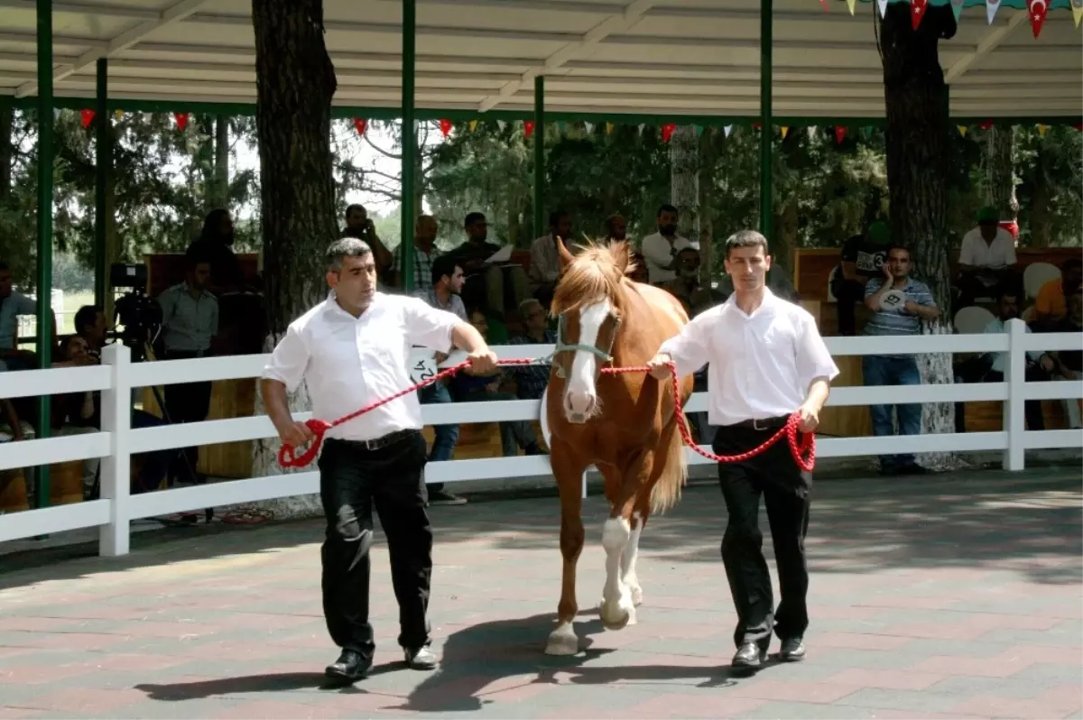 Tigem 46 Tayı Görücüye Çıkarıyor