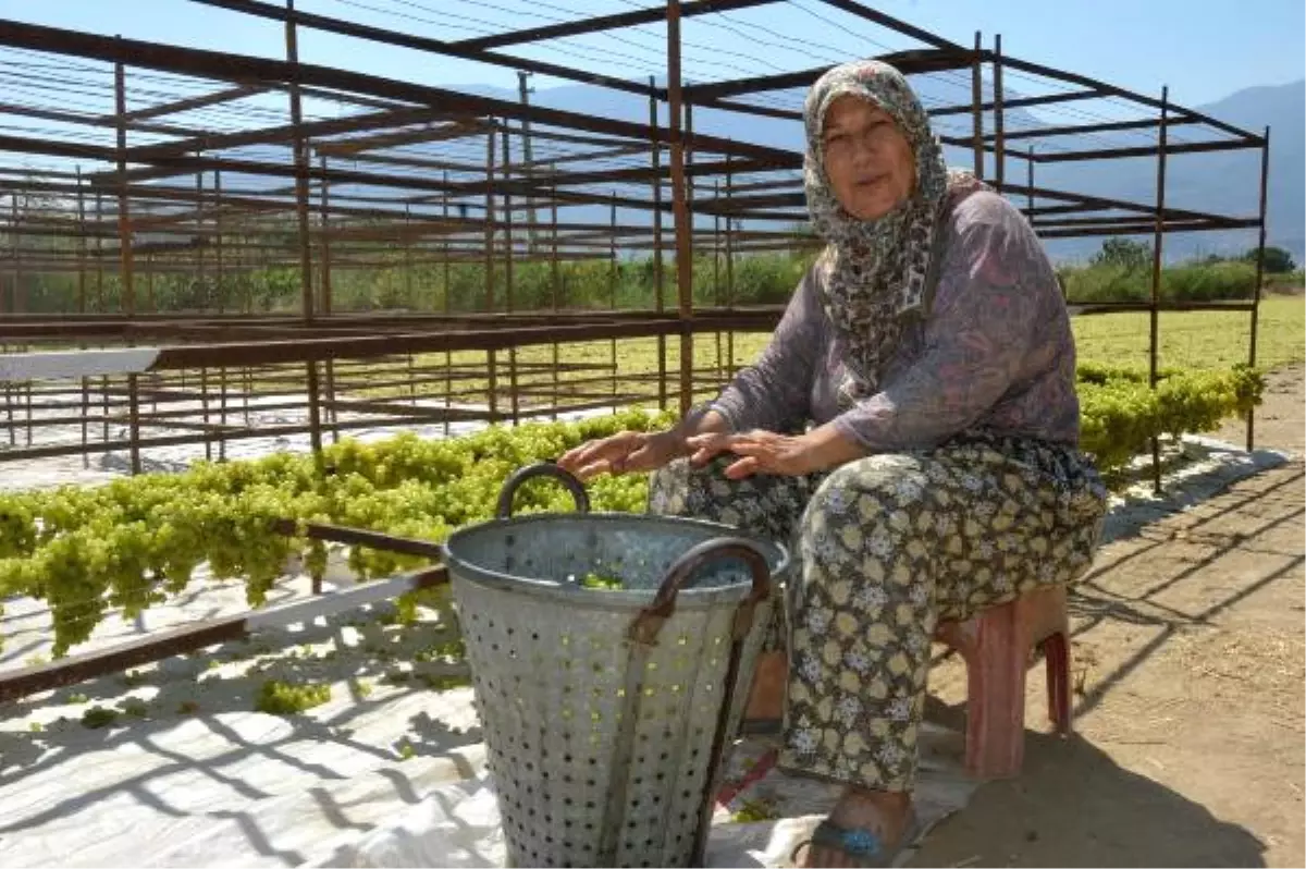 Üretici Üzümlerini Kurutmaya Başladı