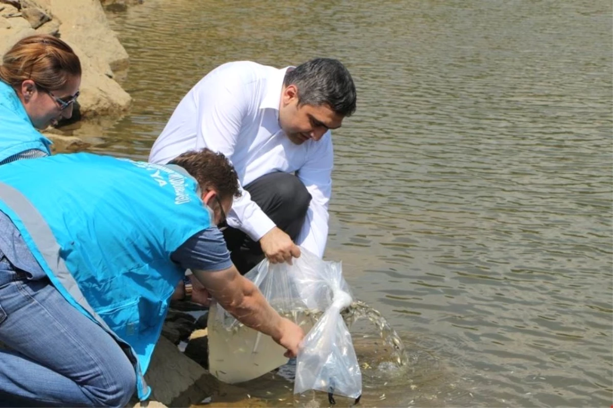 Yakuplar Göleti\'ne 2 Bin Adet Sazan Balığı Yavrusu Bırakıldı