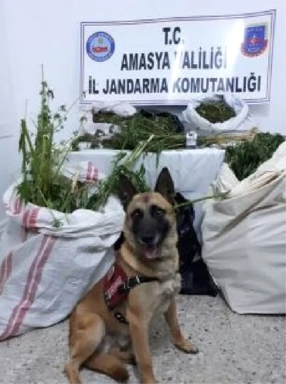 10.5 Kilo Esrarı Narkotik Köpeği \'Atak\' Buldu