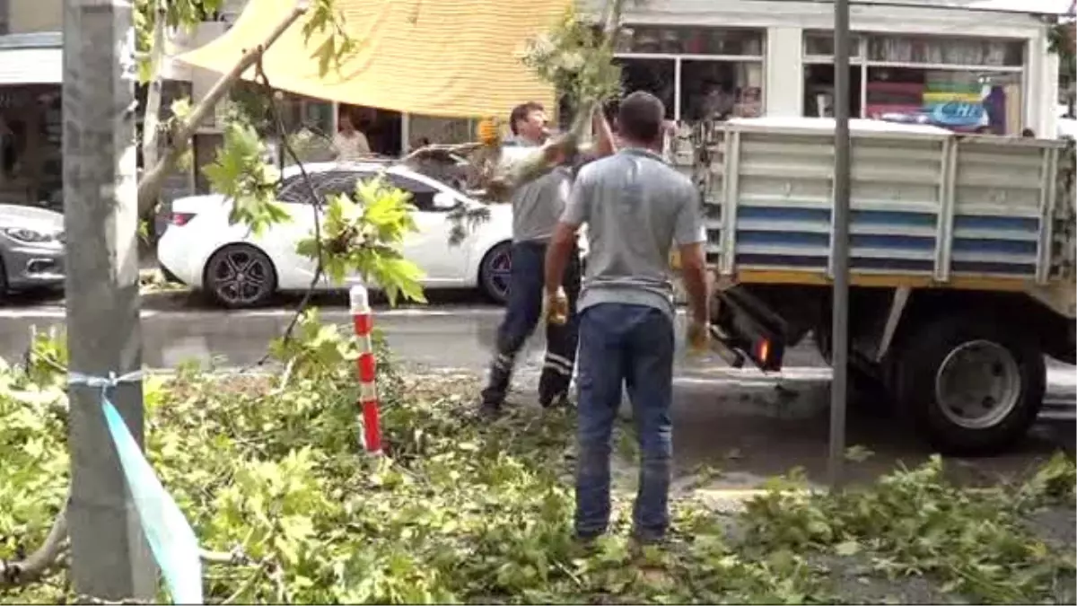 150 Yıllık Çınar Fırtınada Yıkıldı, İş Merkezinin 6. Katını Su Bastı