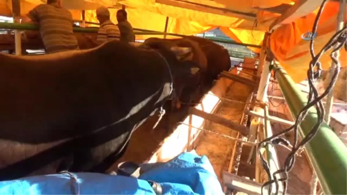 Artvin\'de Kurbanlıklar Pazara İndi, Fiyatlar Alıcıları Tedirgin Etti