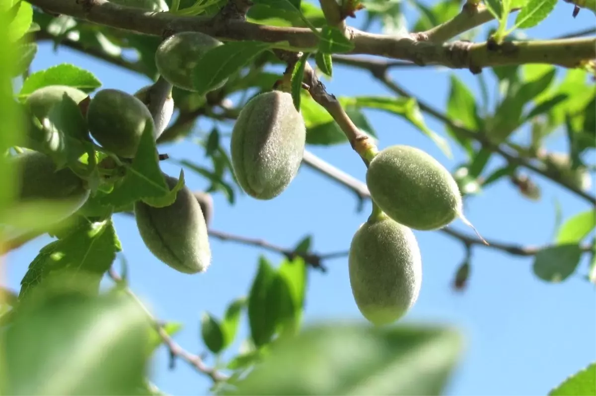 Badem Malatya Toprağını Çok Sevdi