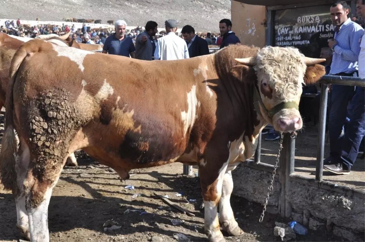 Bayram Öncesi Hayvan Pazarında Durgunluk Yaşanıyor