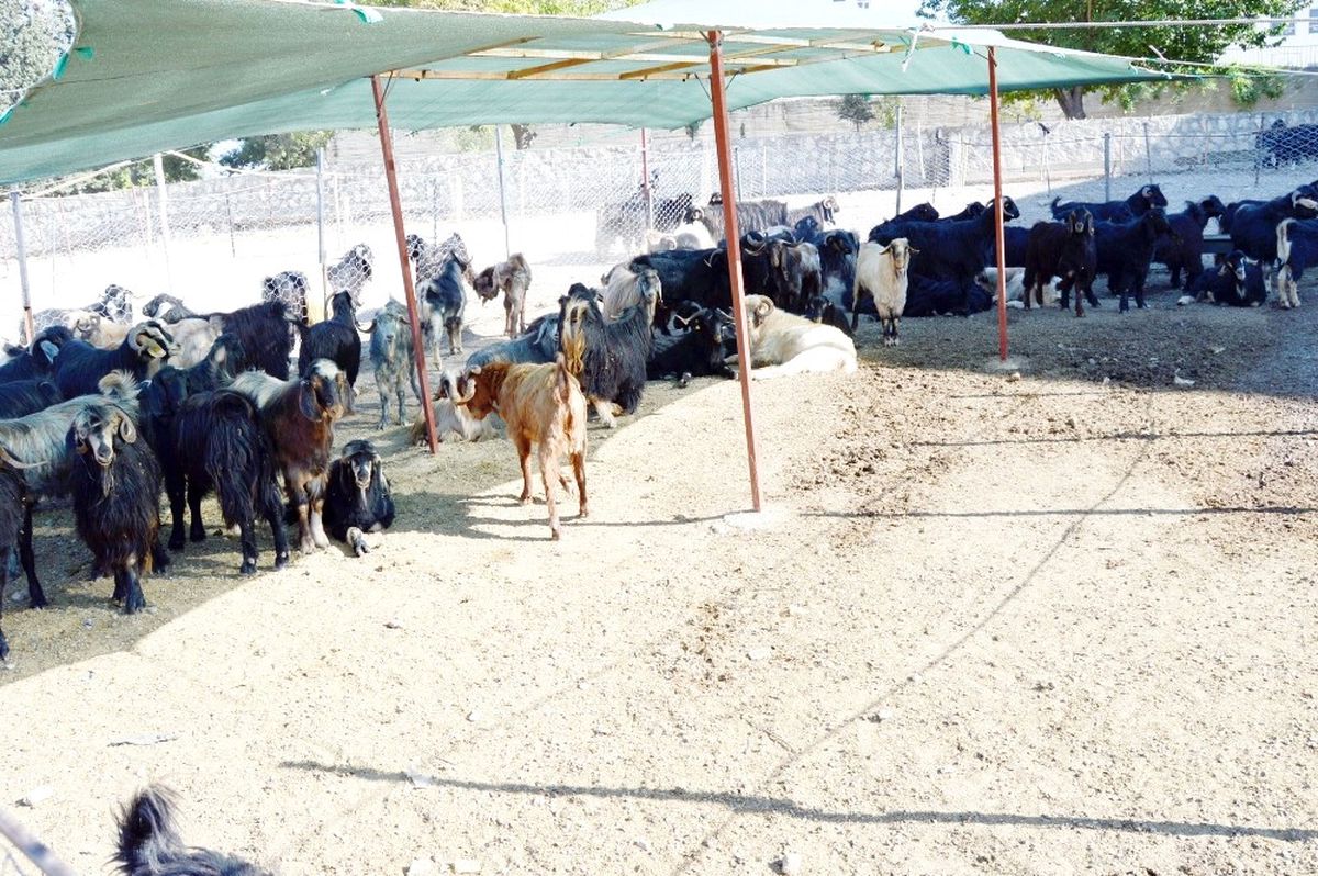 Besni\'de Kurbanlık Satışları Başladı
